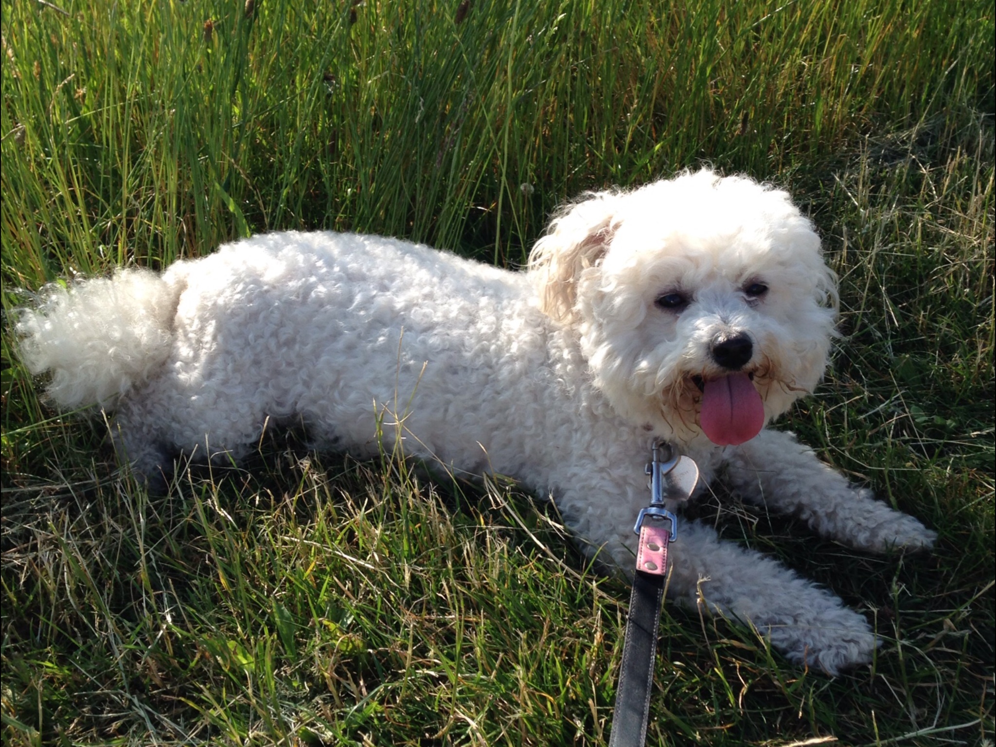Half king charles half bichon frise cheap